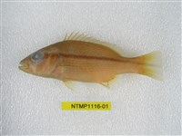 藏品(縱帶笛鯛)的圖片